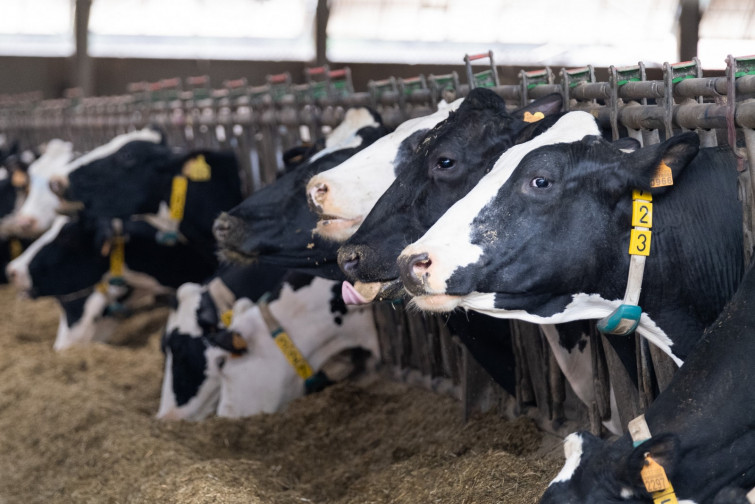 La puja digital de Silleda se mantiene después del acuerdo entre la Xunta y los compradores