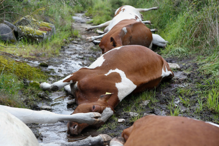 Ola de solidaridad con los ganaderos a los que un rayo mató 27 vacas en Rodeiro