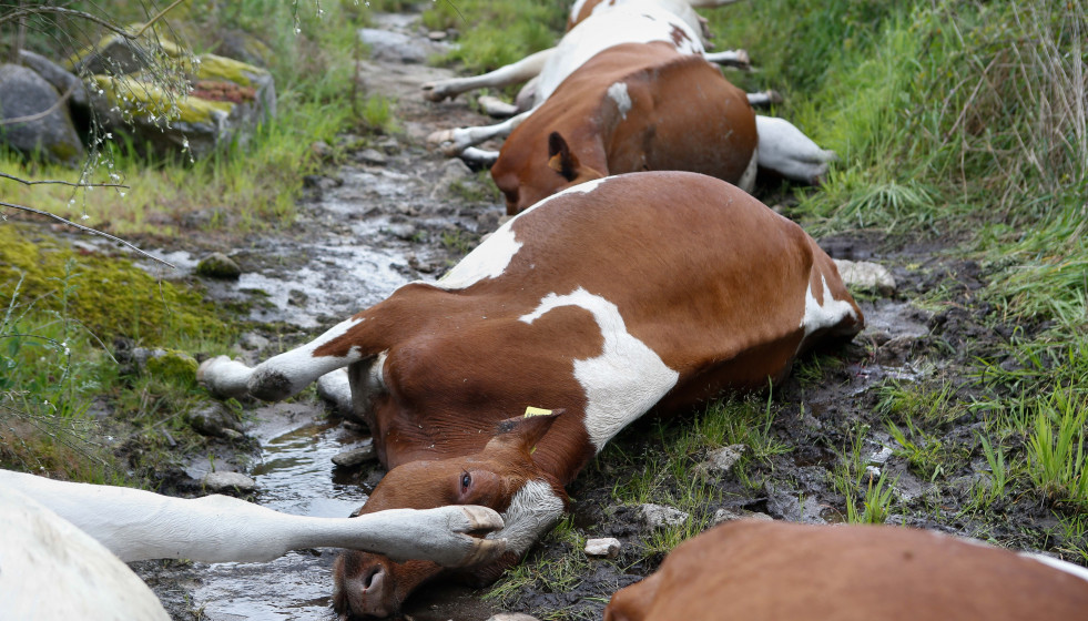 27 vacas mueren alcanzadas por un rayo en una explotación ganadera en Rodeiro, a 19 de mayo de 2025, en Pontevedra, Galicia (España). Según el presidente de la cooperativa O Rodo, a la que pertenec