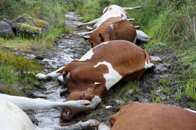 27 vacas mueren alcanzadas por un rayo en una explotación ganadera en Rodeiro, a 19 de mayo de 2025, en Pontevedra, Galicia (España). Según el presidente de la cooperativa O Rodo, a la que pertenece la explotación ganadera dueña de los reses, los hechos o