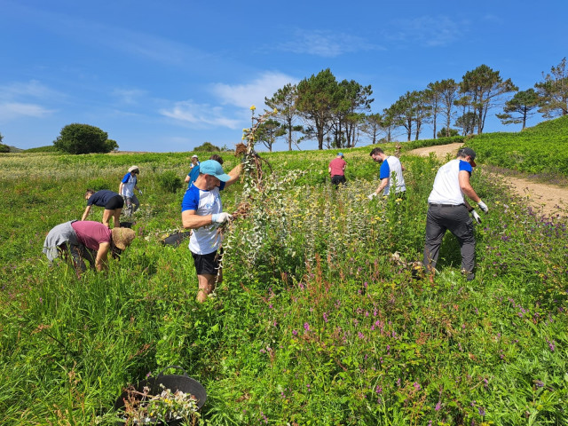 Retirada de plantas invasoras en la isla de Ons.