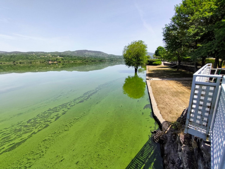 El nivel de contaminación cianobacterias es tan grande en Bande y Muiños que la Xunta prohibe el baño