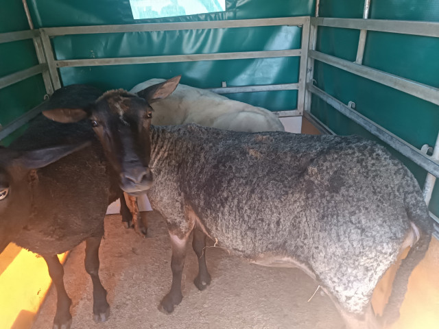 Desarticulado un grupo criminal dedicado al robo de animales en explotaciones ganaderas de la provincia de Lugo