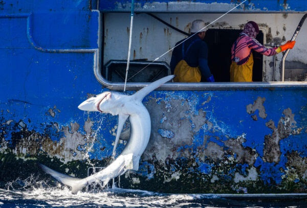 Greenpeace interrumpe una operación de pesca y libera tiburones capturados por un palangrero de Vigo en el Pacífico Sur