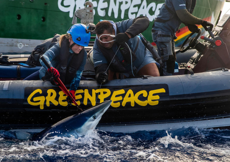 Activistas de Greenpeace se enfrentan a un palangrero de Vigo y liberan sus tiburones capturados