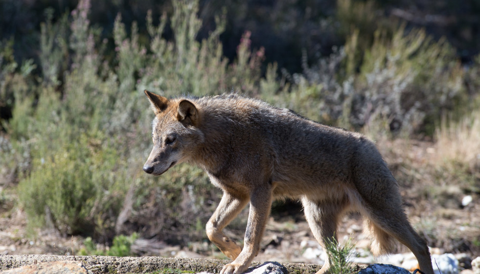 Archivo - Un lobo ibérico del Centro del Lobo Ibérico en localidad de Robledo de Sanabria, en plena Sierra de la Culebra (lugar de mayor concentración de este cánido en el Sur de Europa).