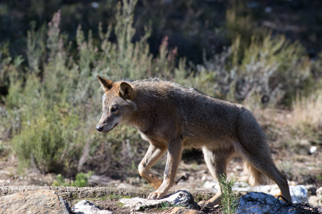 Archivo - Un lobo ibérico del Centro del Lobo Ibérico en localidad de Robledo de Sanabria, en plena Sierra de la Culebra (lugar de mayor concentración de este cánido en el Sur de Europa).