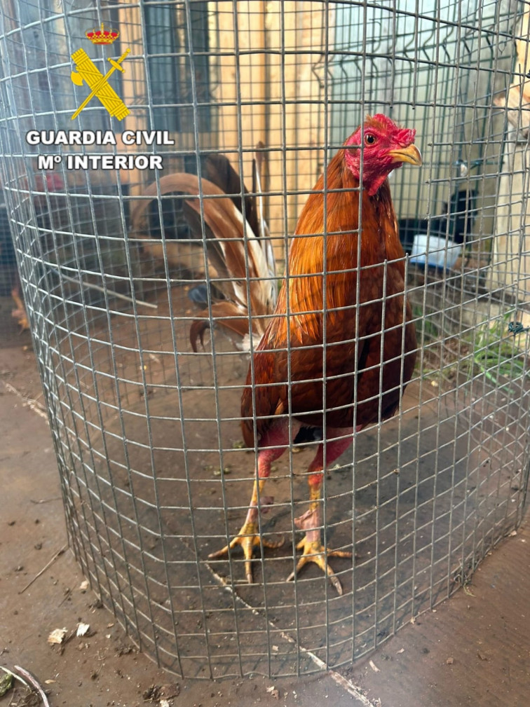 Peleas ilegales de gallos en Coristanco con cuatro vecinos investigados