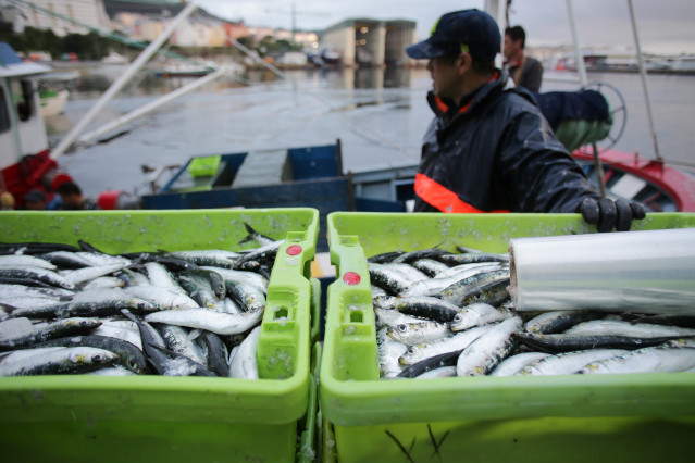 Archivo - Cajas de sardinas a su llegada al puerto de Burela