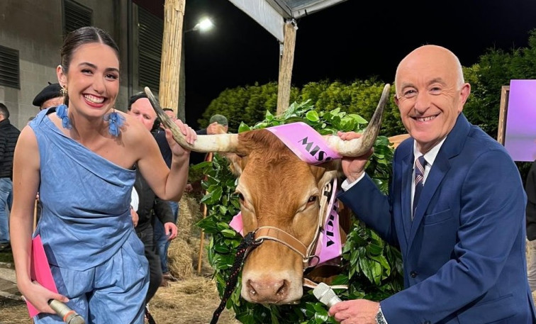 (VÍDEO) Estas son las bellezas candidatas al trono de Miss Vaca 2025: Redonda, Linda, Gallega y Boneca