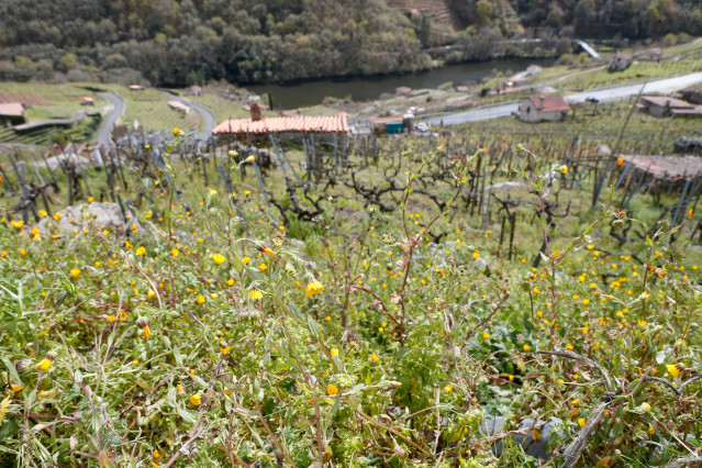 Archivo - Árboles en flor en la ribera del Miño, a 20 de marzo de 2025, en Chantada, Lugo, Galicia (España). La primavera ha arrancado este jueves, 20 de marzo, a las 10.00 horas de la mañana, y se prolongará durante casi 93 días, hasta las 22.42 del 21 d