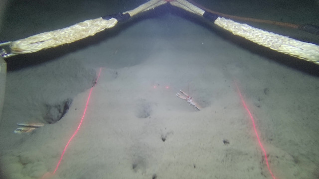 Imagen del fondo marino.