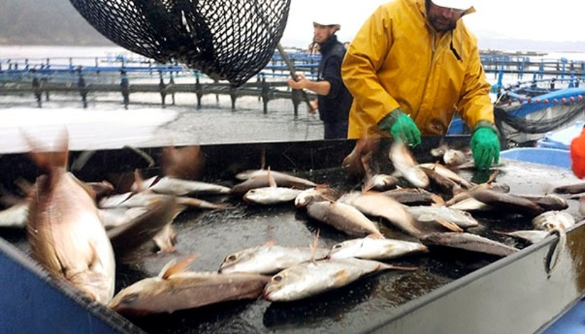Granjas de besugo de Isidro de la Cal en Sada