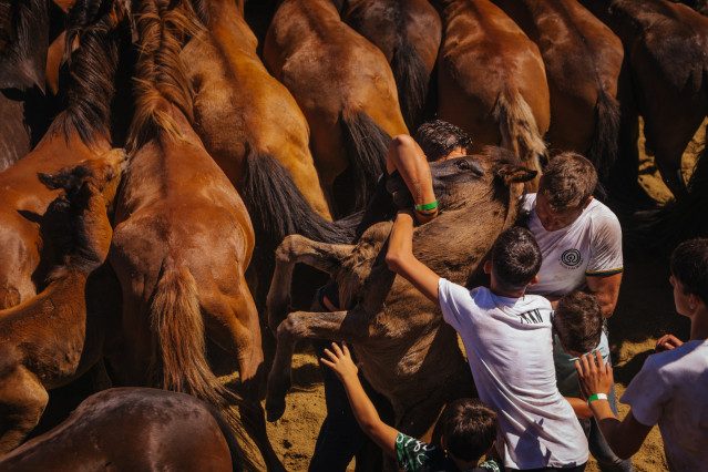 Participantes tratan de sujetar a un caballo durante A Rapa Das Bestas, a 6 de julio de 2025, en Sabucedo, Pontevedra, Galicia (España).