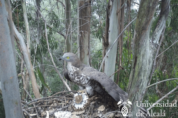 Nido de abejero europeo en eucaliptal en una imagen de la Universidad de Alcalu00e1