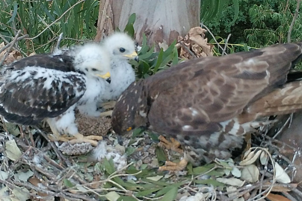 Nido con polluelos de abejero europeo en eucaliptal en una imagen de la Universidad de Alcalu00e1