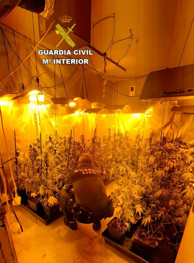 Plantación de marihuana.