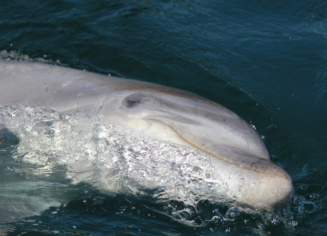 Archivo - Delfín Confi