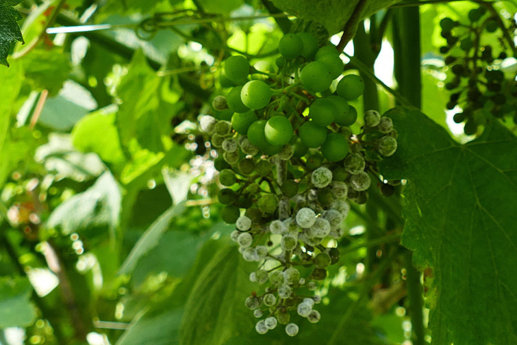 La Diputación de Pontevedra recomienda renovar el tratamiento contra la proliferación del mildiu