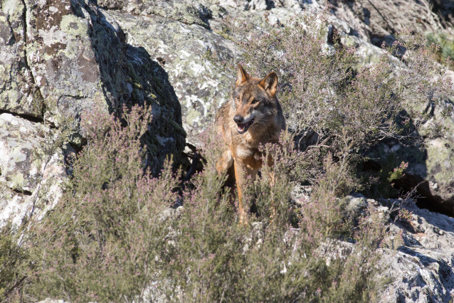 Archivo - Un lobo ibérico del Centro del Lobo Ibérico en localidad de Robledo de Sanabria, en plena Sierra de la Culebra (lugar de mayor concentración de este cánido en el Sur de Europa). El Centro alberga 11 ejemplares de este animal en situación de semi