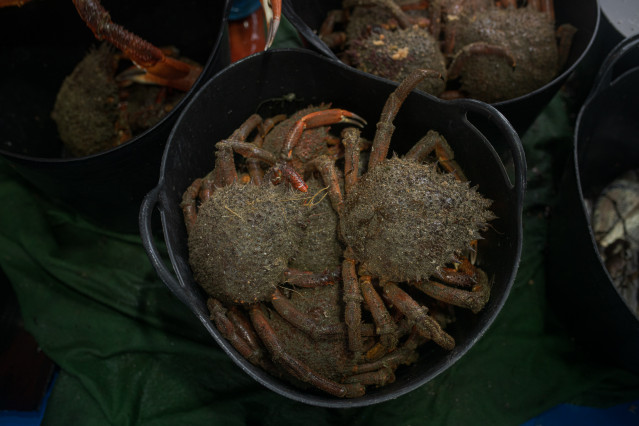 Archivo - Cubo con centollos