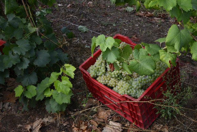 Archivo - Vendimia en la bodega Gargaloa (propiedad de Roberto Verino), 8 de septiembre de 2023, concello de Verín, Ourense, Galicia (España).