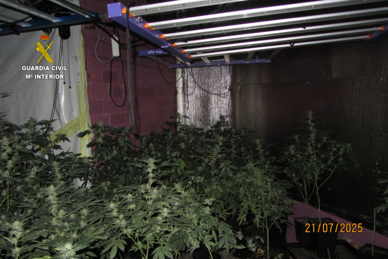 Un detenido e incautadas 162 plantas y 7 kilos de marihuana en Valga