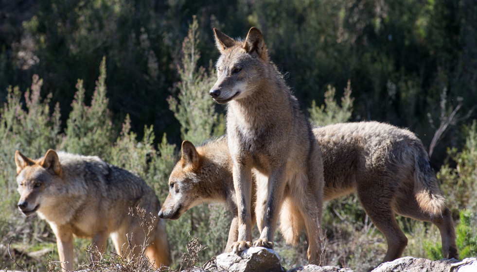 Archivo - Varios lobos ibéricos del Centro del Lobo Ibérico en localidad de Robledo de Sanabria, en plena Sierra de la Culebra (lugar de mayor concentración de este cánido en el Sur de Europa). El