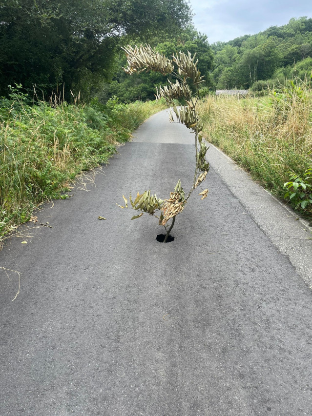 Baches en una carretera provincial de Sarria (Lugo).