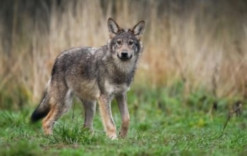 El PP pide la reunión urgente de la sectorial para abordar la situación del lobo
