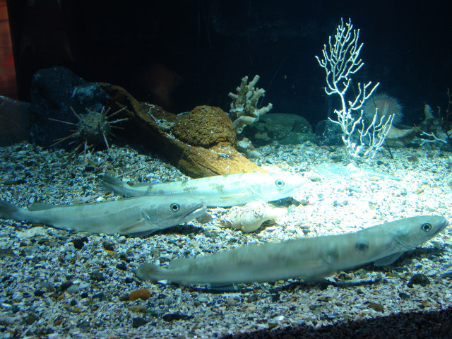 Ejemplar de merluza europea