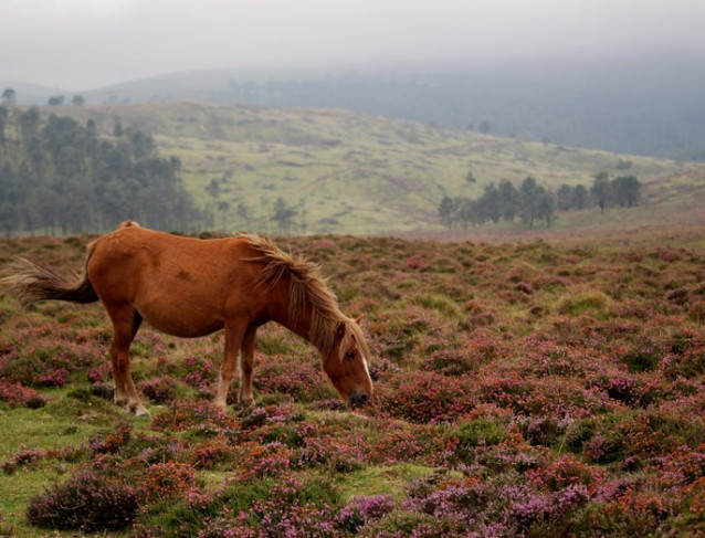 Archivo - Caballo de monte gallego.