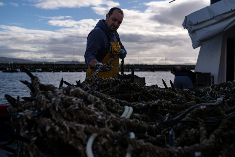 Temor entre los bateeiros por el futuro del mejillón al resgistrar una alta mortandad tras las lluvias