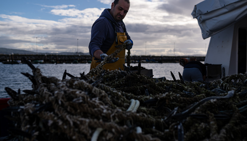 Archivo - Recogida y encuerde de la cría del mejillón en la costa de Pontevedra, a 1 de diciembre de 2023, en Pontevedra, Galicia (España). La campaña de recogida de cría de mejillón en la costa