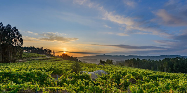 Imagen de un viñedo.