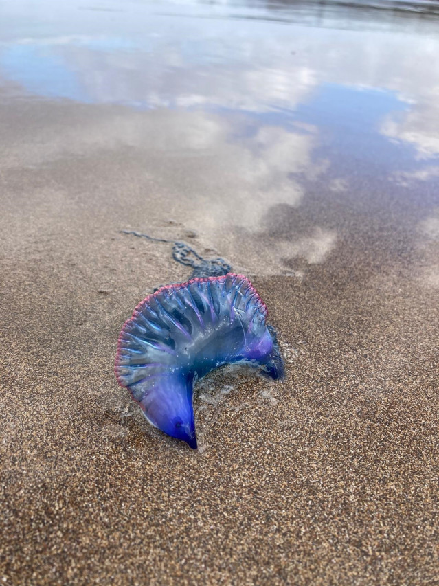 Archivo - Ejemplar de carabela portuguesa