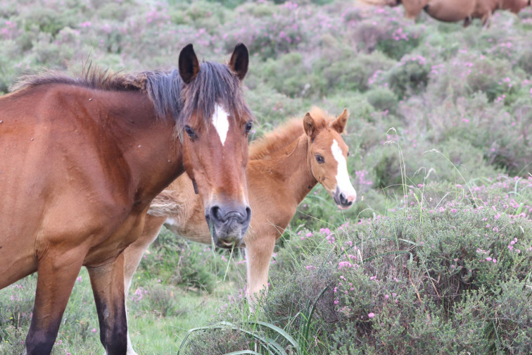 Naiterra impulsa la vuelta de los caballos salvajes al monte de Froxán para prevenir incendios