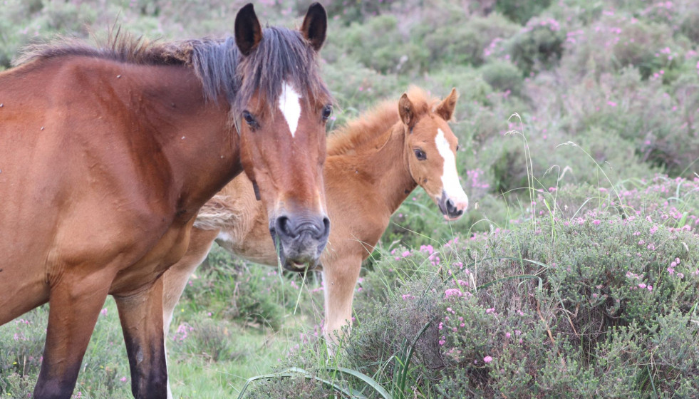 Caballos salvajes en una imagen de Fundación Naiterra