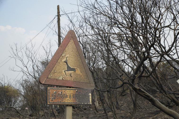 “Cuando un monte se quema, algo suyo se quema, señor marqués”