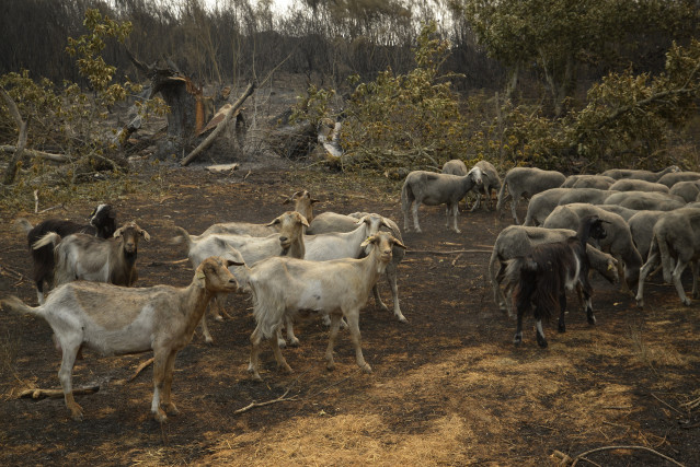 Ovejas supervivientes del fuego en A Caridade, a 15 de agosto de 2025, en A Caridade, Monterrei, Ourense, Galicia.