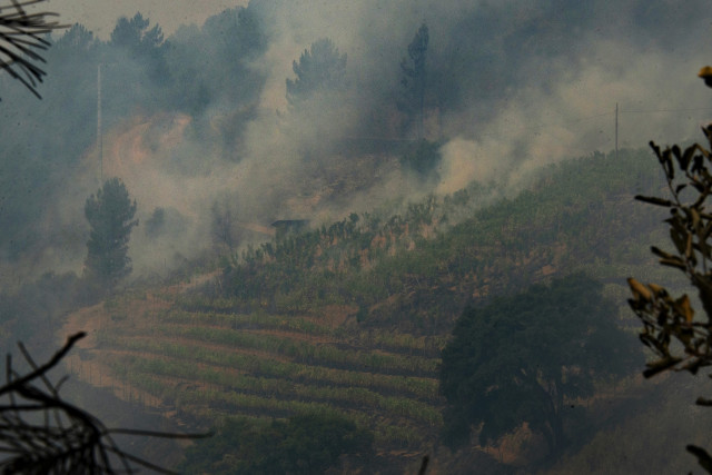 Vista de una viña en la DO Valdeorras, afectada por el fuego, a 16 de agosto de 2025, en A Rúa, Ourense, Galicia (España).