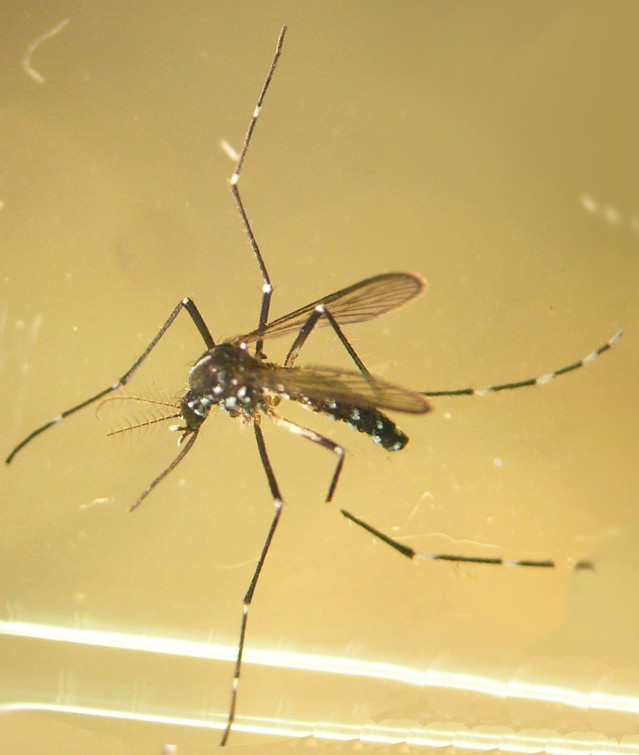 Archivo - Mosquito tigre. Foto de archivo