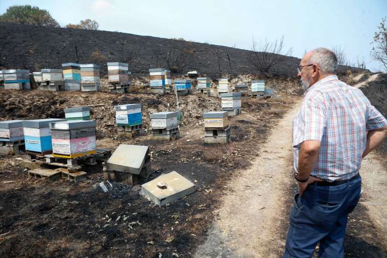 Los incendios son una estocada mortal para los apicultores gallegos: 