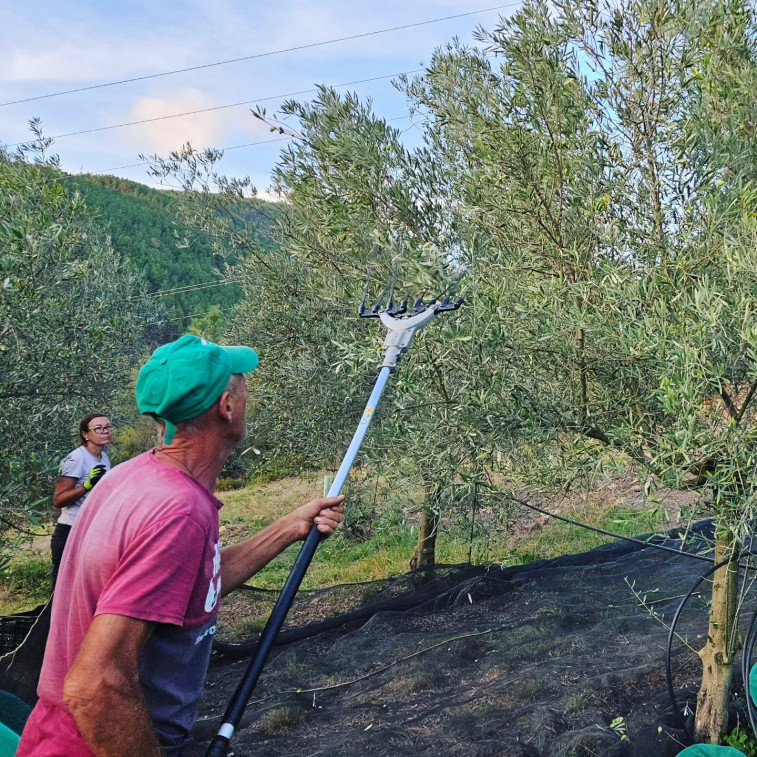 El aceite milenario de Quiroga vuelve tras siglos de silencio