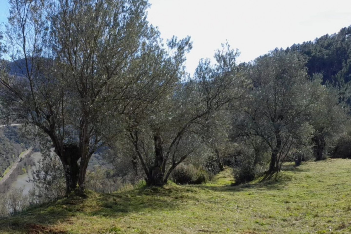 Olivos en Quiroga Jesu00fas Bao