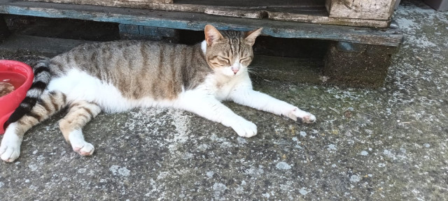 Archivo - Gato callejero