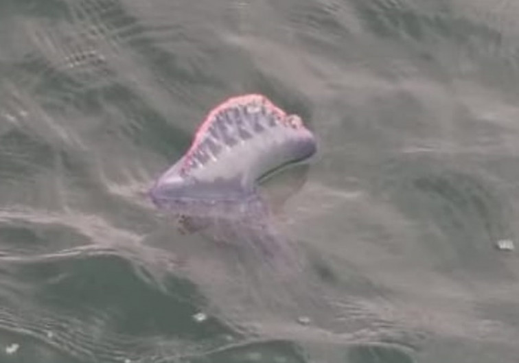 Problemas para el baño en Sanxenxo y en la Ría de Pontevedra por carabelas portuguesas