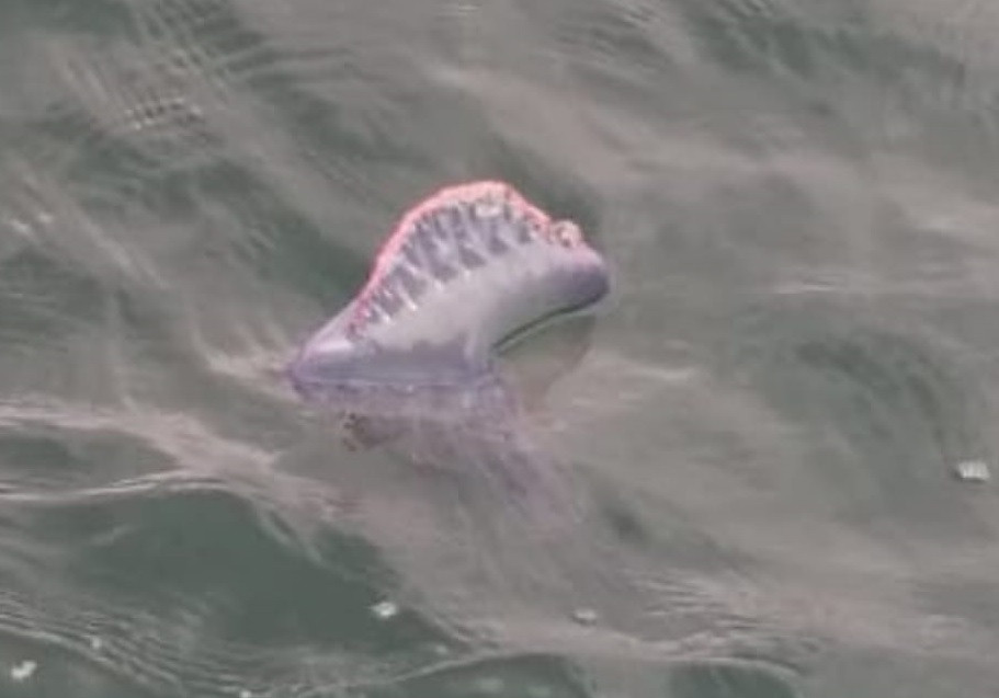 Carabela en las playas de Sanxenxo.