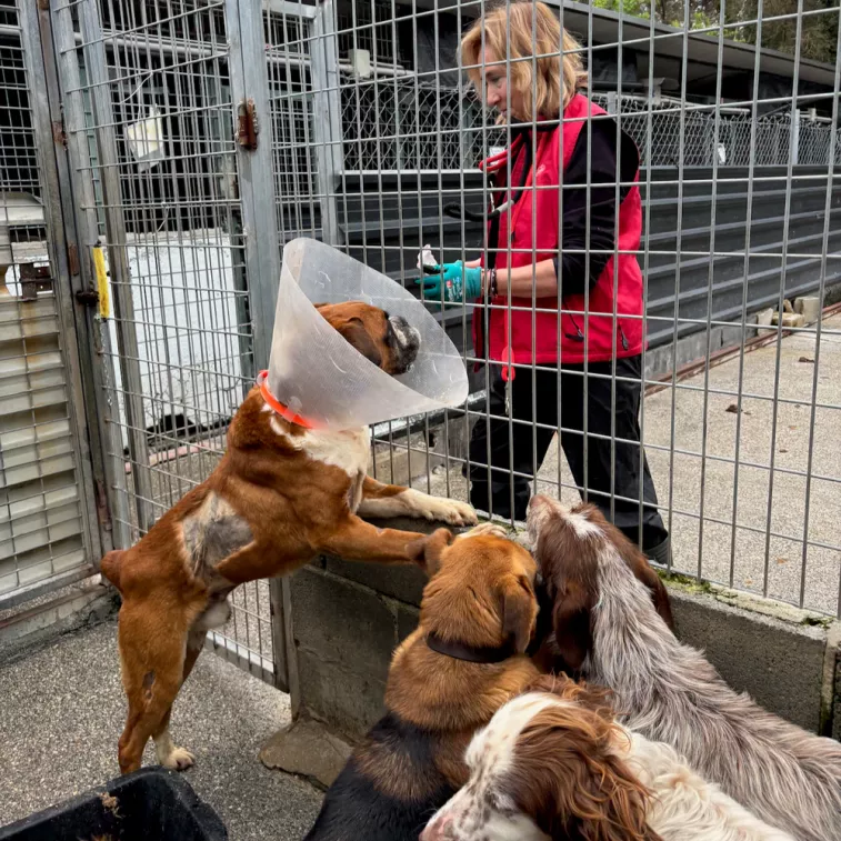 La ampliación de Muxa, la protectora de Lugo, en vilo por el urbanismo