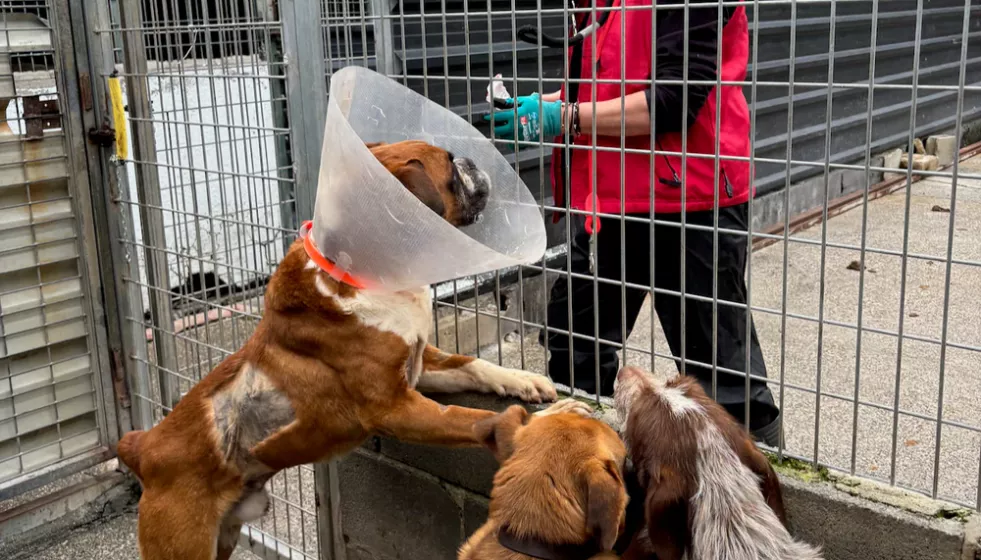 Protectora de animales Muxa de Lugo